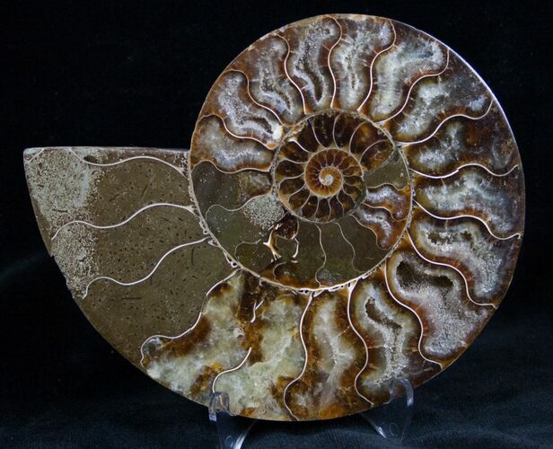 Cut and Polished Ammonite (Half) #7338